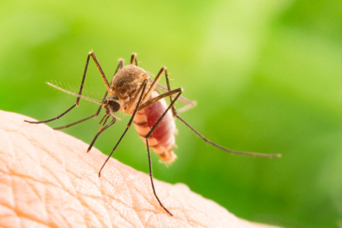 myte om malaria