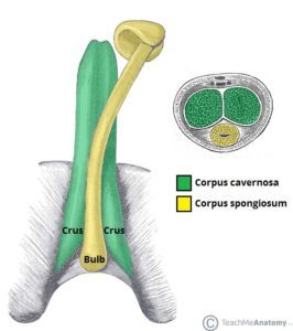 Anatomi af penis (kilde: lær mig anatomi)