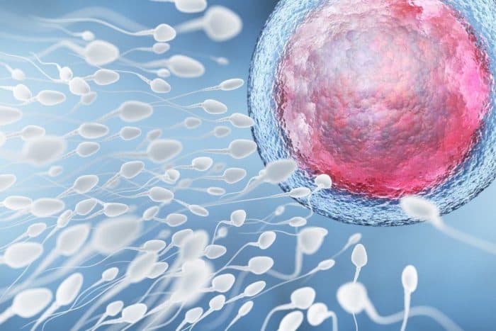 Spermanalyse er en fertilitetsprøve hos mænd