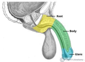 Anatomi af penis sidevisning (kilde: lær mig anatomi)