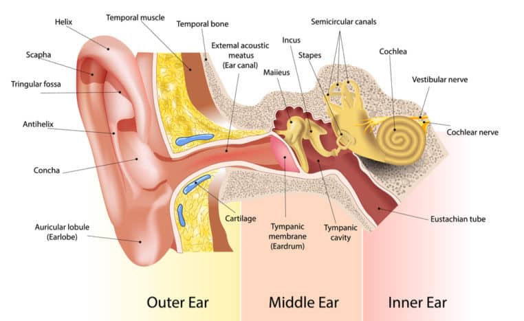 en del af øret
