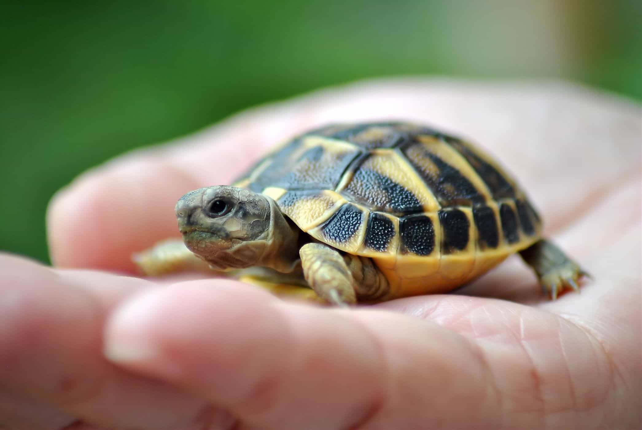vedligeholdelse af skildpadder øger risikoen for salmonella infektion