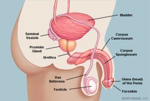 Anatomien af ​​penis ser sidelæns (kilde: WebMD)