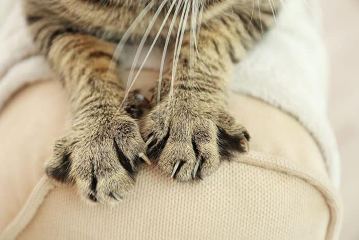bartonellosis kat ridser sygdom er