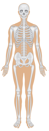 skelet system