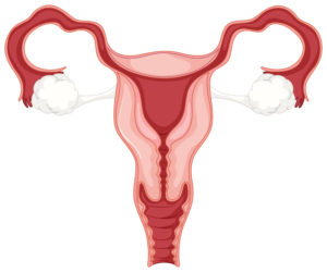kvindes reproduktive system
