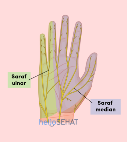 billede af hånden - median ulnar nerve