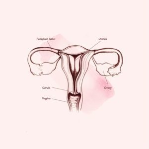 Anatomi i vagina (kilde: Teen Vogue)