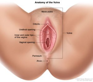 Ser udendørs og vulva (kilde: vores organer selv)